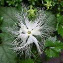 Trichosanthes kirilowii v. japonica